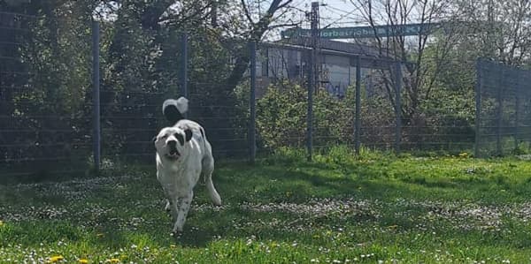 Balou - Zentralasiatischer Owtscharka - Bild 16