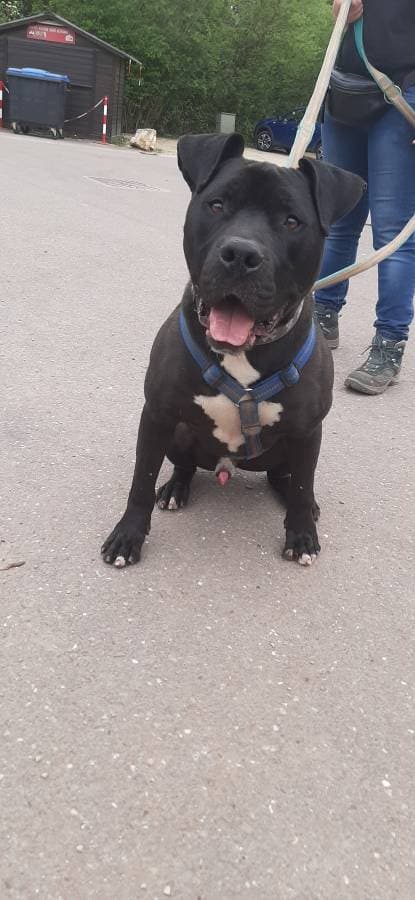 Rocky - American Staffordshire Terrier - Bild 12