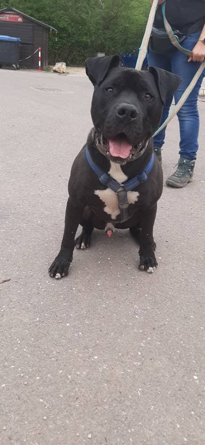 Rocky - American Staffordshire Terrier - Bild 10