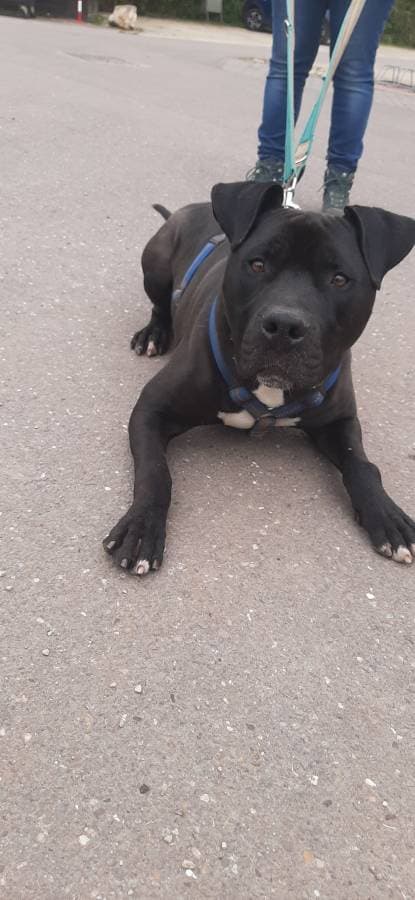 Rocky - American Staffordshire Terrier - Bild 16