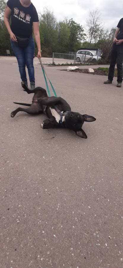 Rocky - American Staffordshire Terrier - Bild 18