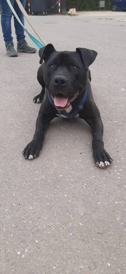 Rocky - American Staffordshire Terrier - Bild 20