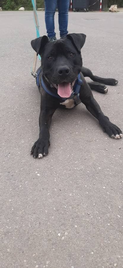 Rocky - American Staffordshire Terrier - Bild 21