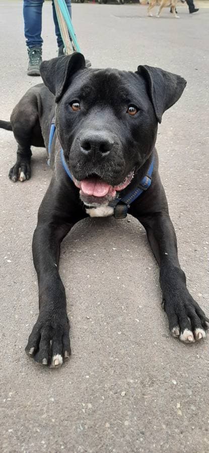 Rocky - American Staffordshire Terrier - Bild 15