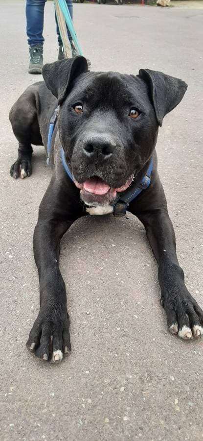 Rocky - American Staffordshire Terrier - Bild 13