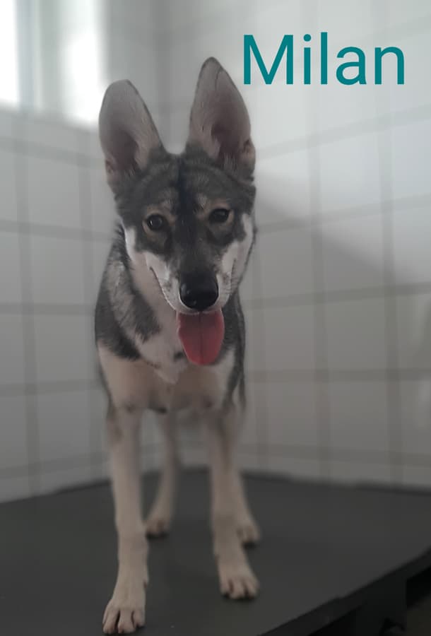 Milan - Siberian Husky - Bild 18