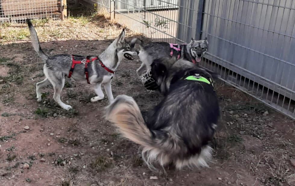 Milan - Siberian Husky - Bild 24