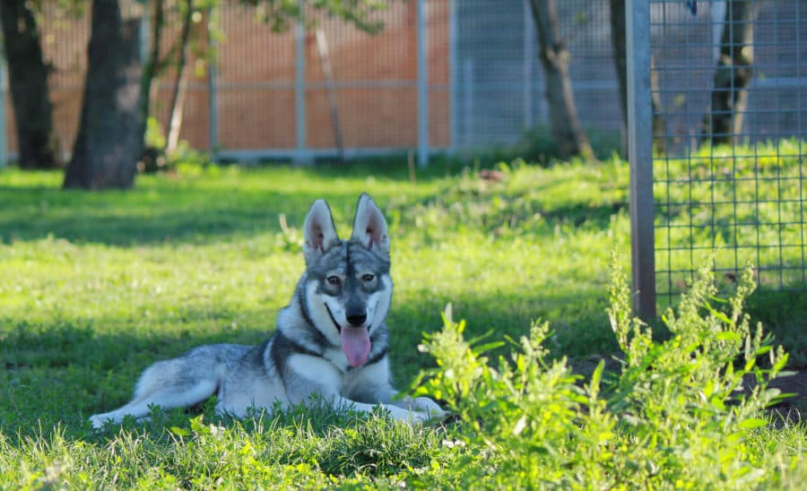 Siberian Husky-Mix Milan