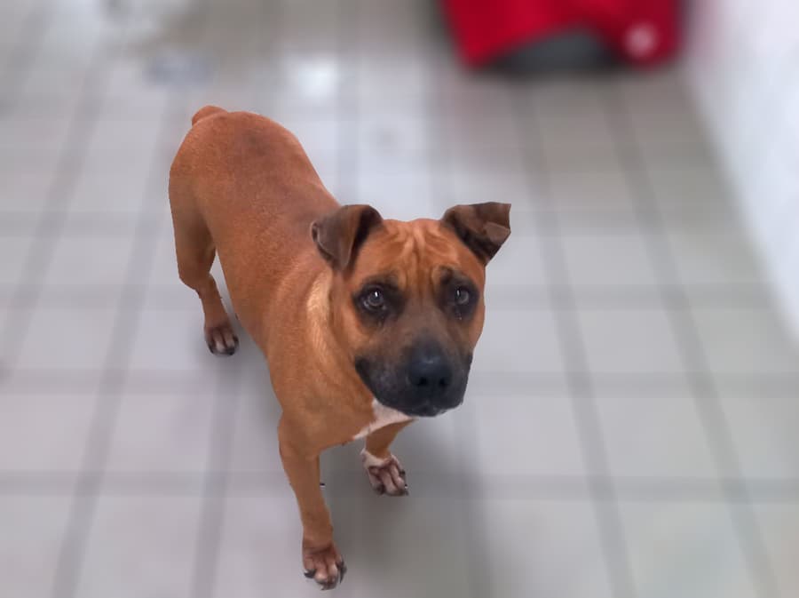 Ambra - Deutscher Boxer - Bild 5