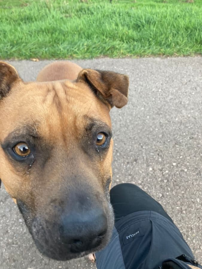 Ambra - Deutscher Boxer - Bild 2