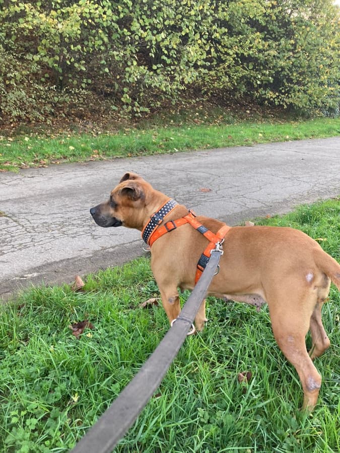 Ambra - Deutscher Boxer - Bild 8