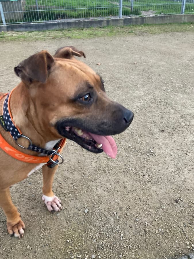 Ambra - Deutscher Boxer - Bild 7