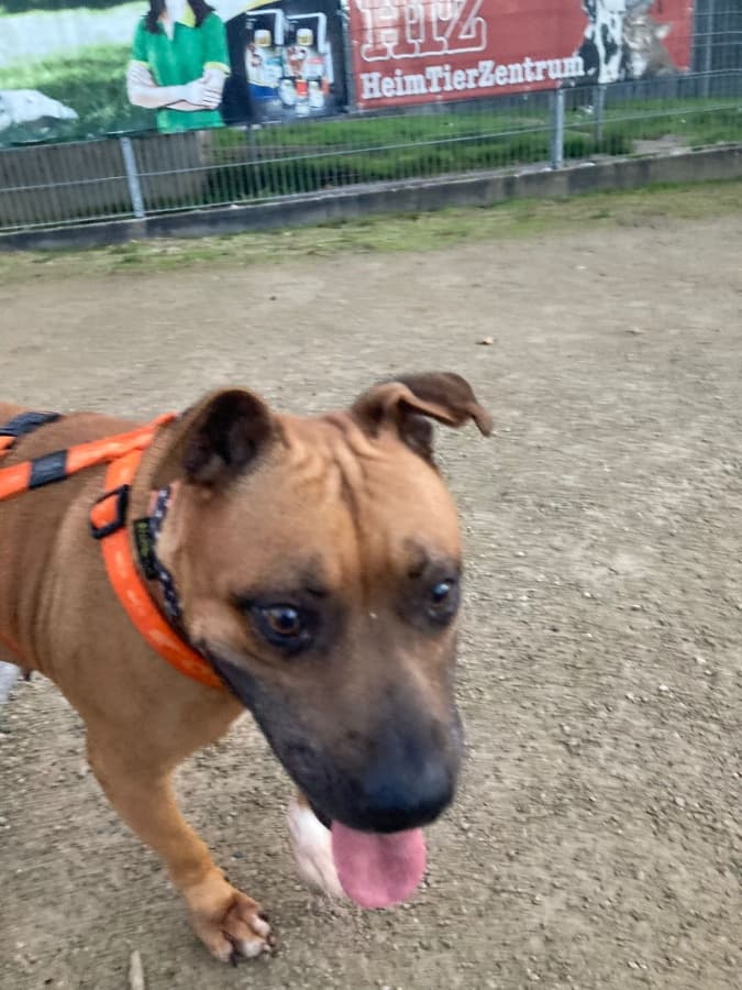 Ambra - Deutscher Boxer - Bild 6