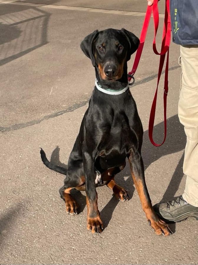 Dobermann Rocko