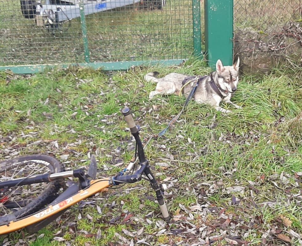 Milan - Siberian Husky - Bild 10