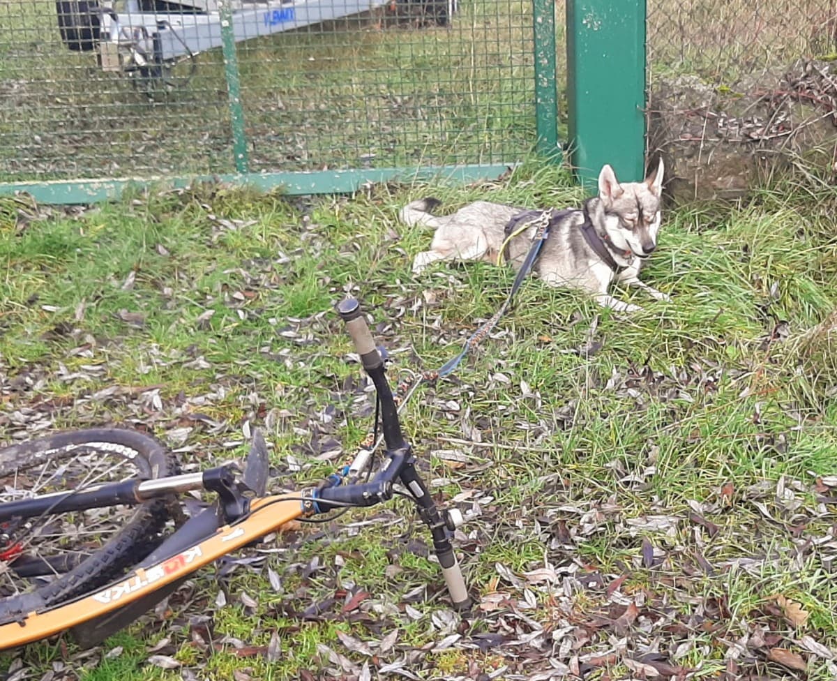 Milan - Siberian Husky - Bild 9