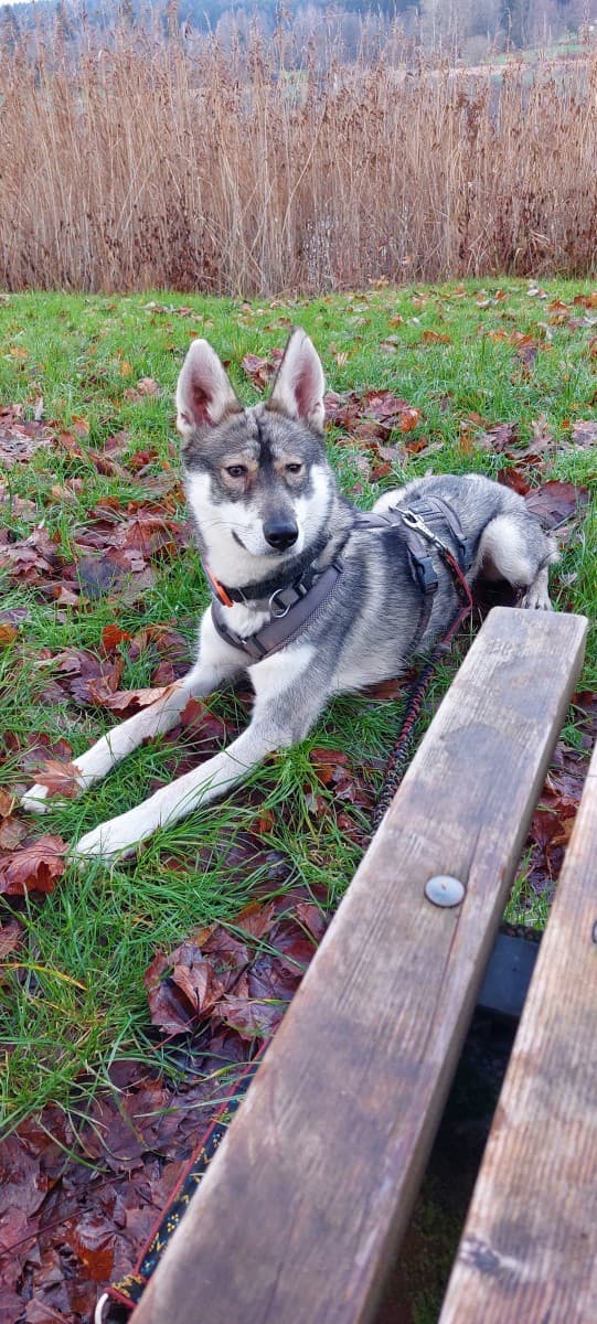 Milan - Siberian Husky - Bild 7