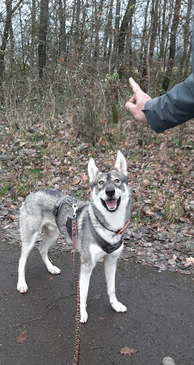 Milan - Siberian Husky - Bild 6