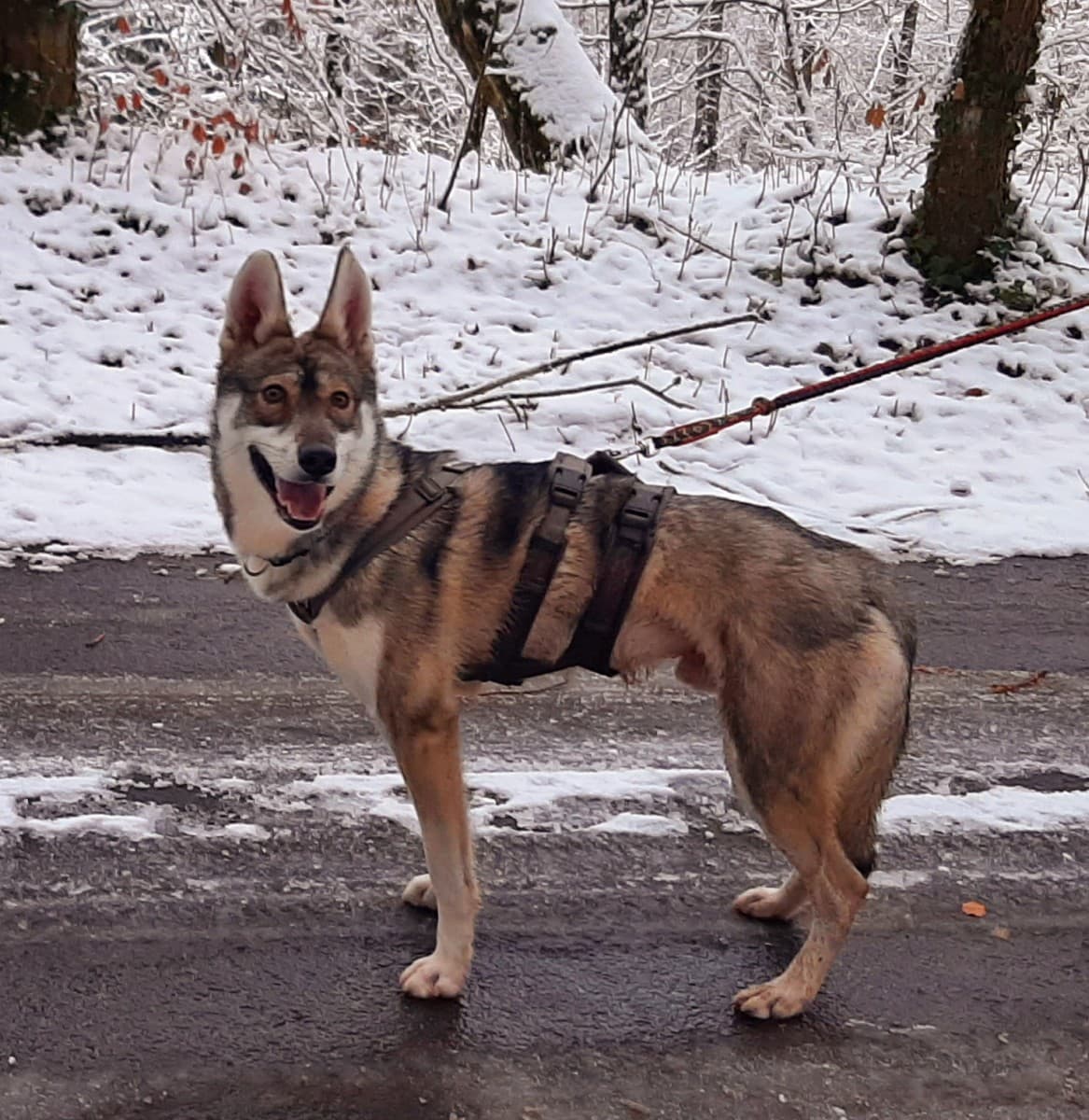Milan - Siberian Husky - Bild 4