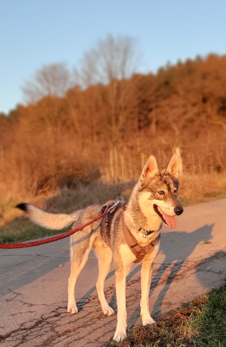 Milan - Siberian Husky - Bild 15