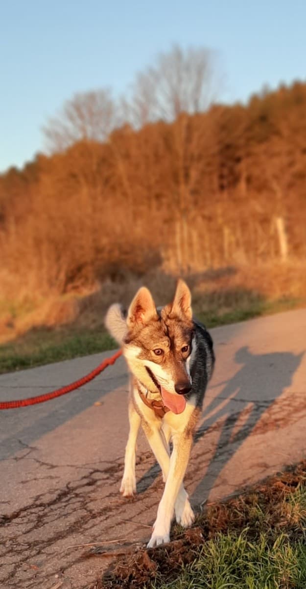 Milan - Siberian Husky - Bild 16