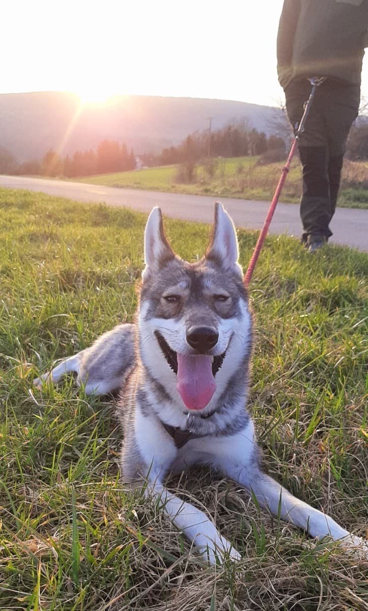 Milan - Siberian Husky - Bild 26