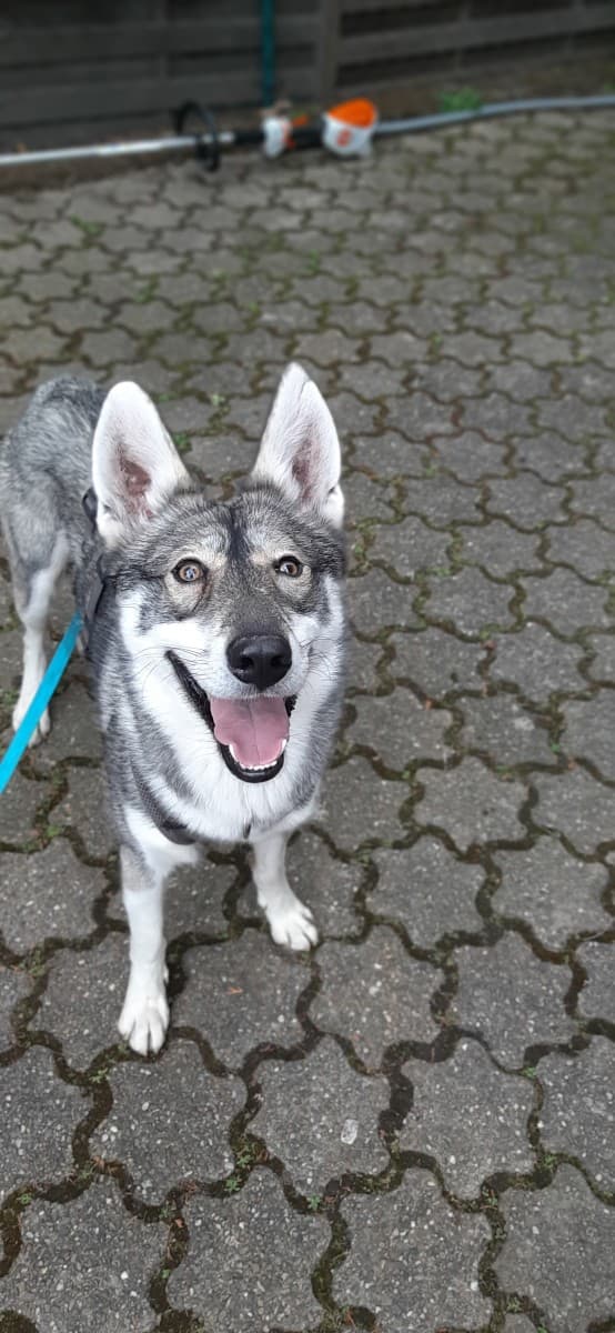 Milan - Siberian Husky - Bild 28