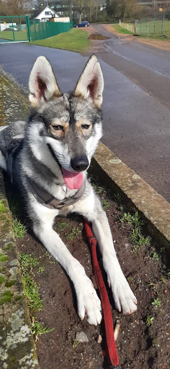 Milan - Siberian Husky - Bild 29