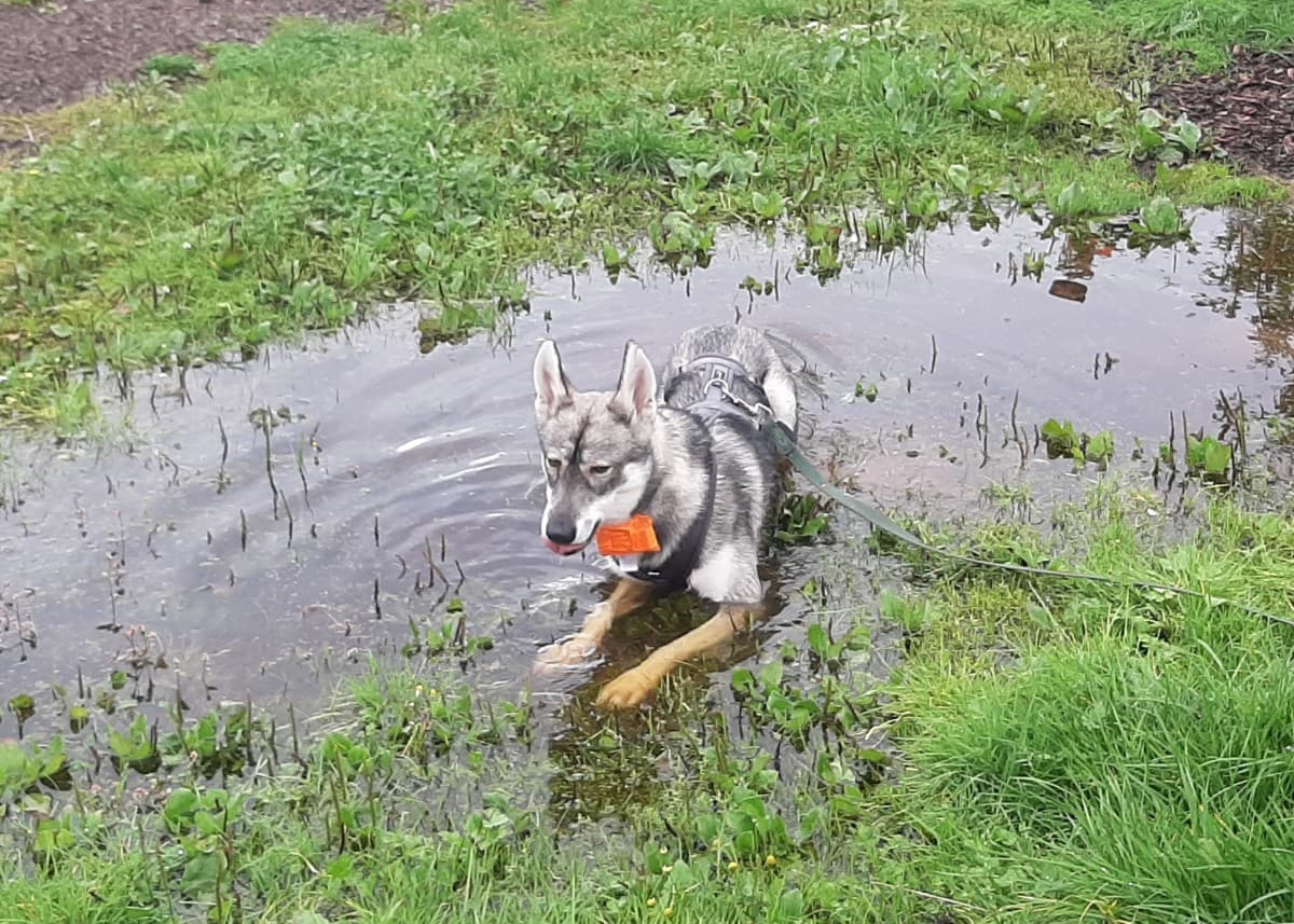 Milan - Siberian Husky - Bild 32