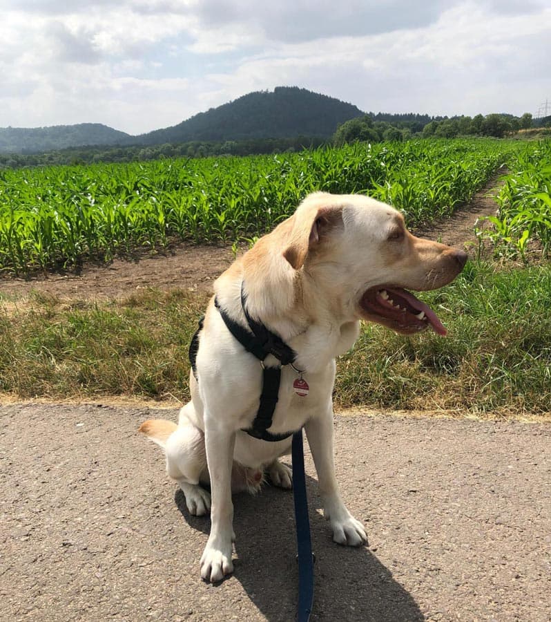 Labrador Retriever-Mix Milow