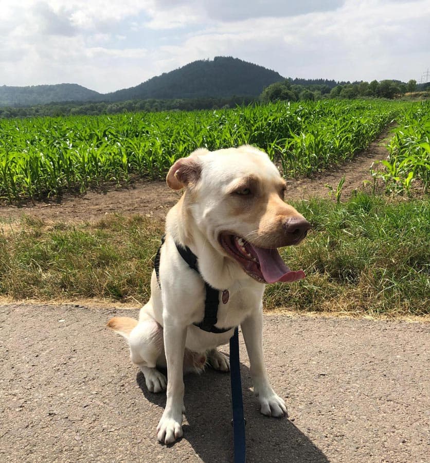 Milow - Labrador Retriever - Bild 2