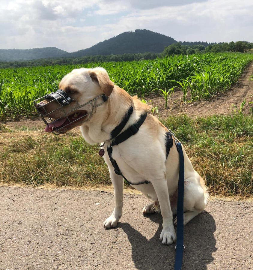 Milow - Labrador Retriever - Bild 9