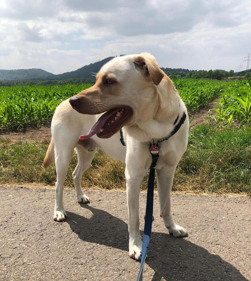 Milow - Labrador Retriever - Bild 4