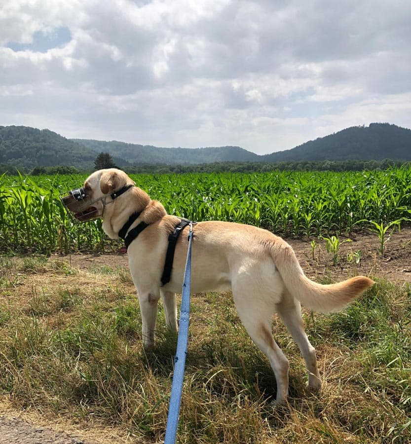 Milow - Labrador Retriever - Bild 3