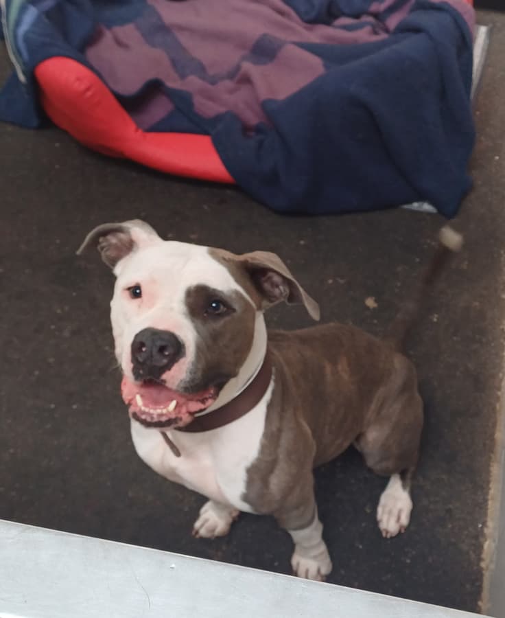 American Staffordshire Terrier Luna