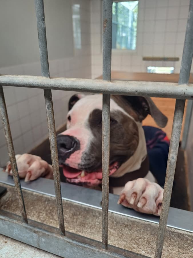 Luna - American Staffordshire Terrier - Bild 3