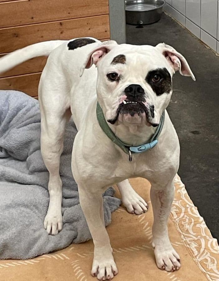 Englische Bulldogge-Mix Manja