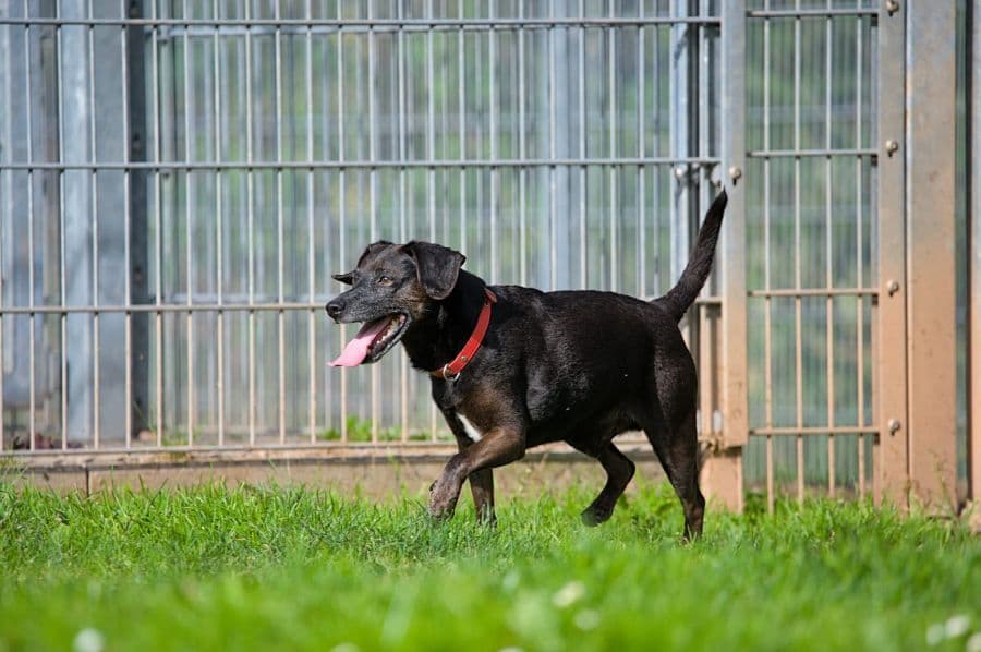 Strolchi - Deutscher Pinscher - Bild 4