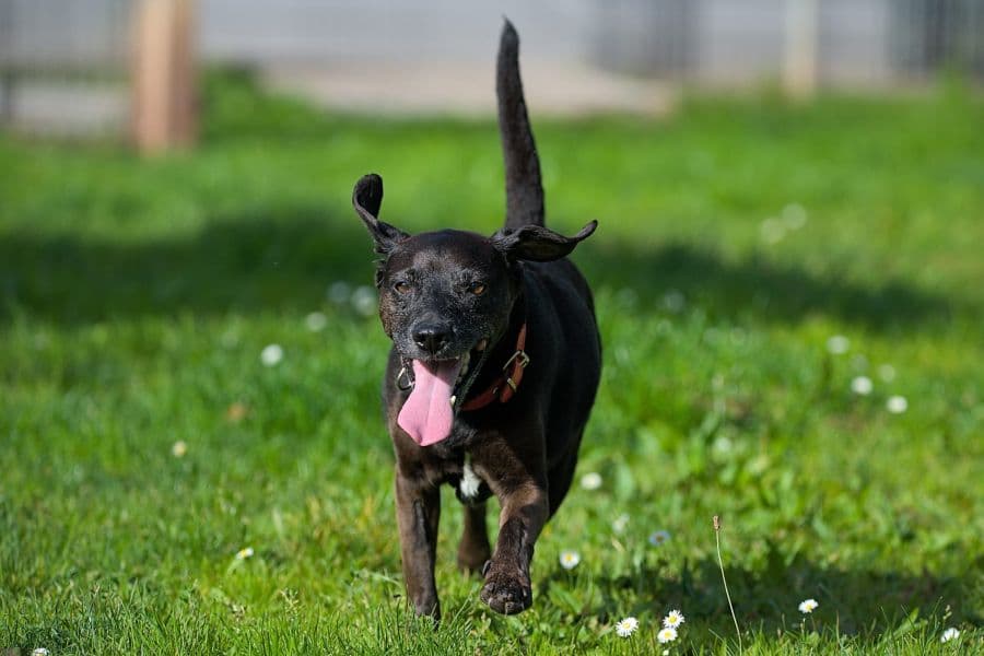 Strolchi - Deutscher Pinscher - Bild 2
