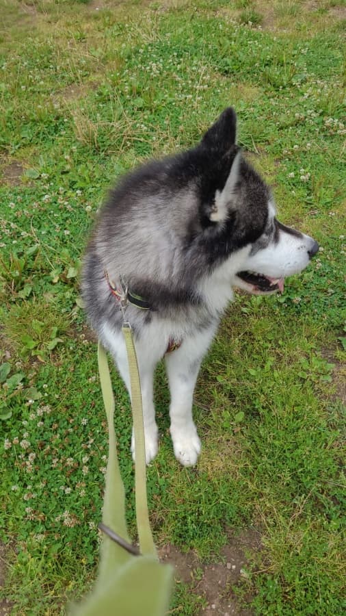 Malamut-mix - Alaskan Malamute - Bild 4