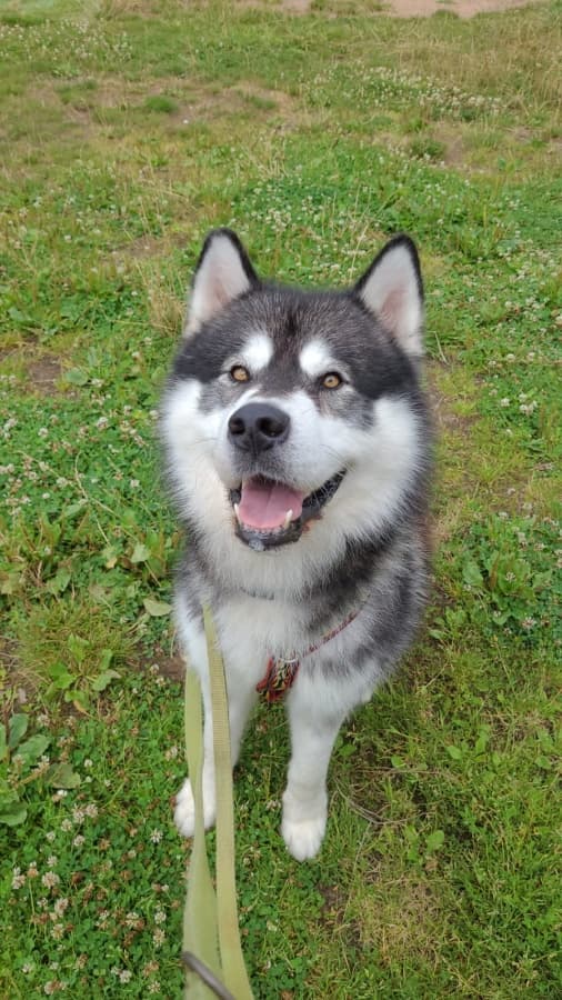 Malamut-mix - Alaskan Malamute - Bild 2
