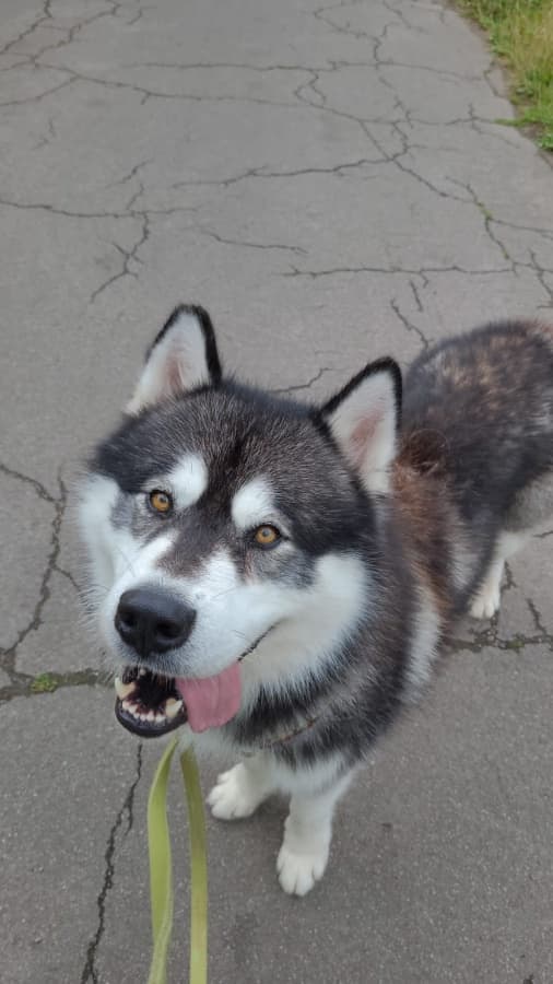 Malamut-mix - Alaskan Malamute - Bild 3