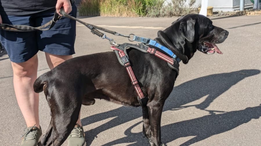 Deutsche Dogge-Mix Jackson