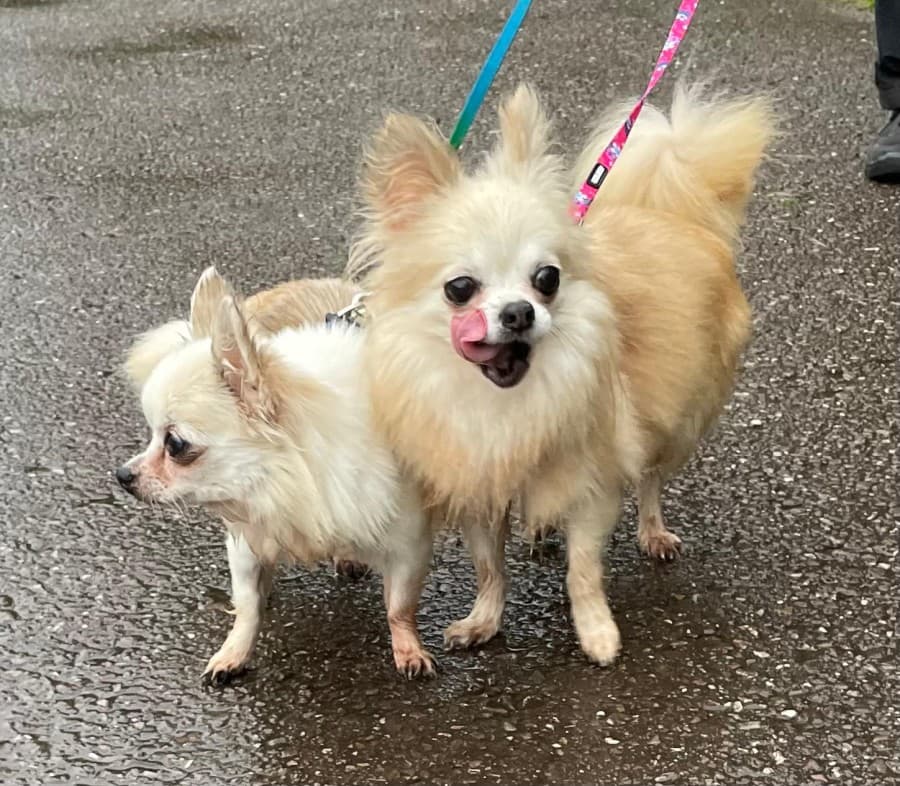 Chayenne - Chihuahua - Bild 2