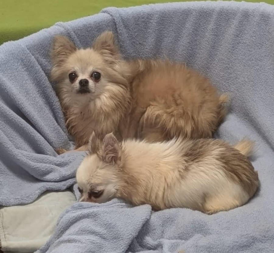 Chayenne - Chihuahua - Bild 4