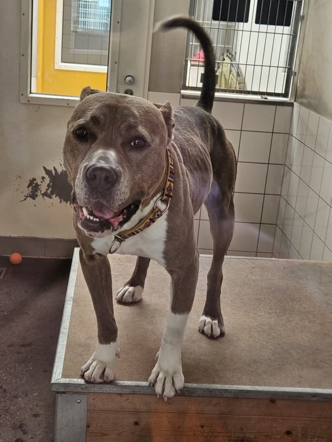 Nora - American Staffordshire Terrier - Bild 3