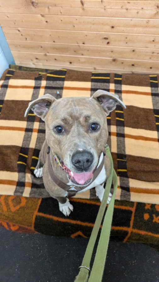 American Staffordshire Terrier Nora