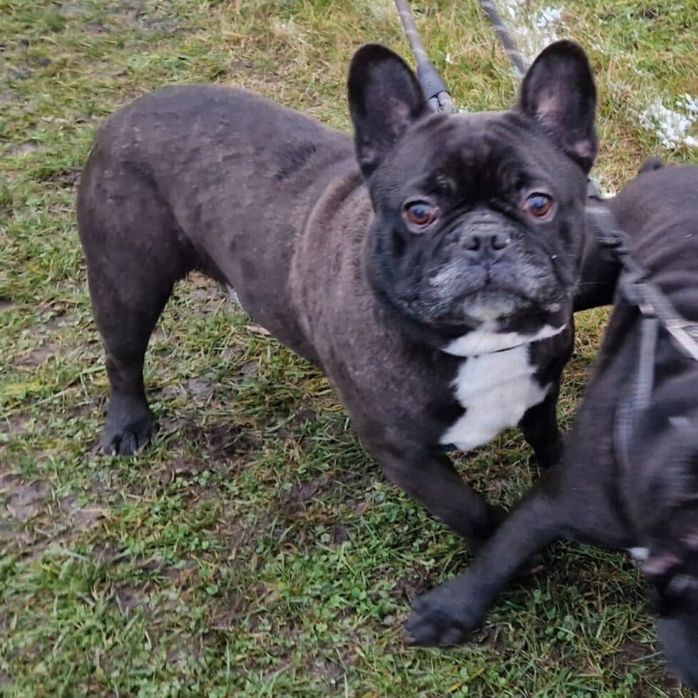 Kuma und Thor - Französische Bulldogge - Bild 5