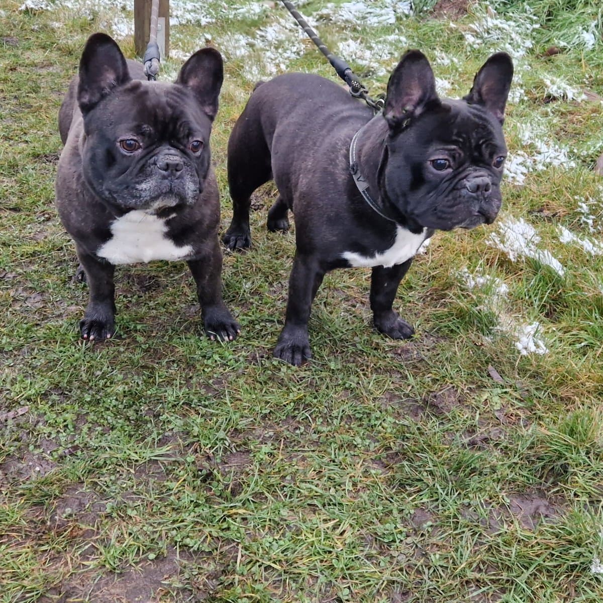 Kuma und Thor - Französische Bulldogge - Bild 11