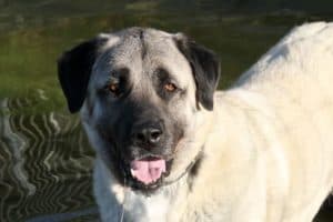 Aslan - Kangal-Hirtenhund - Bild 3
